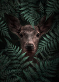 Deer In Ferns Poster och Canvastavla