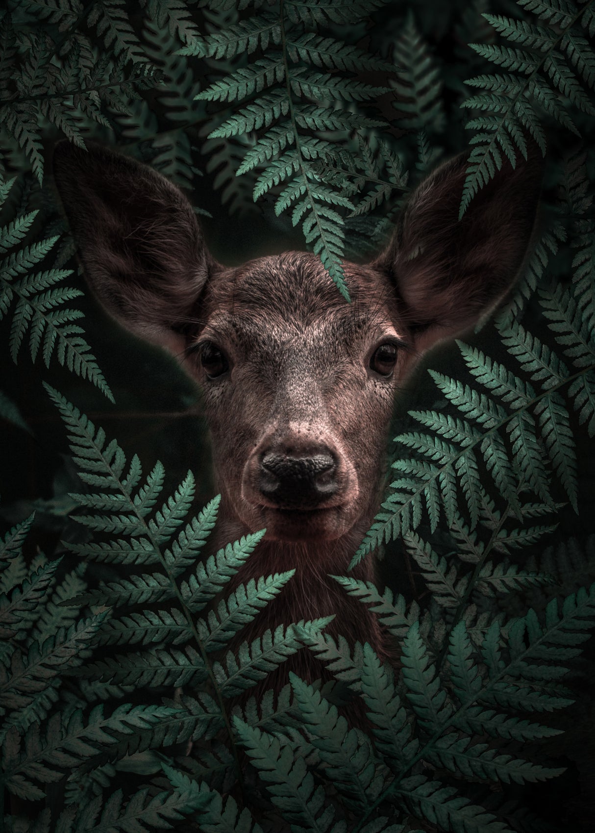 Deer In Ferns Poster och Canvastavla