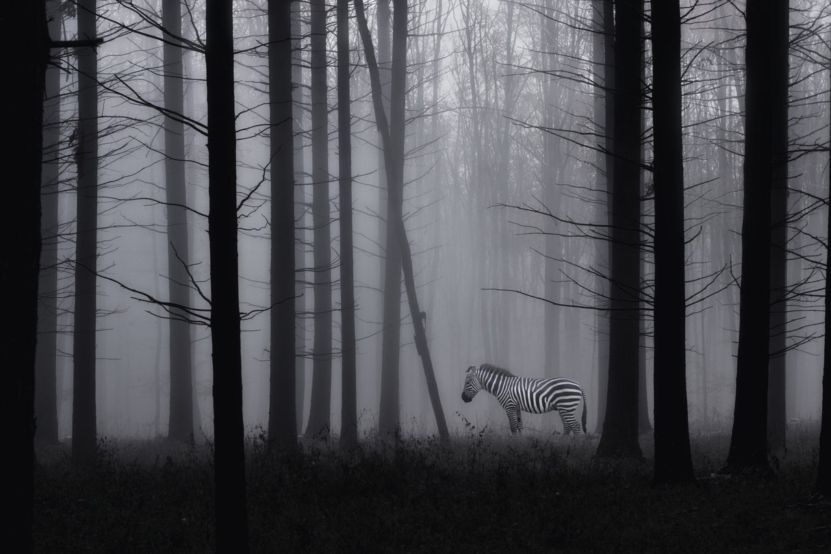 Grey zebra in the mist... Poster och Canvastavla