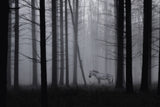 Grey zebra in the mist... Poster och Canvastavla