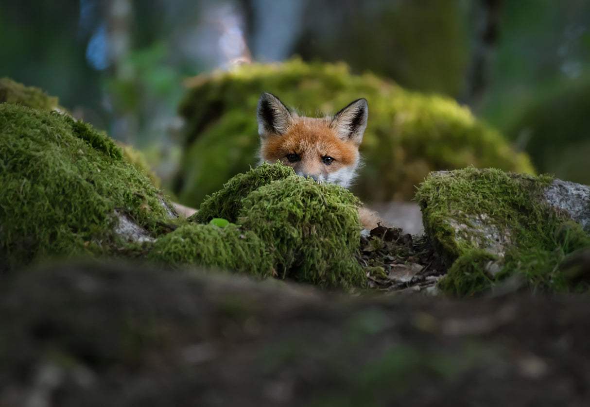 Curious fox Poster och Canvastavla