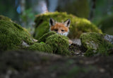 Curious fox Poster och Canvastavla