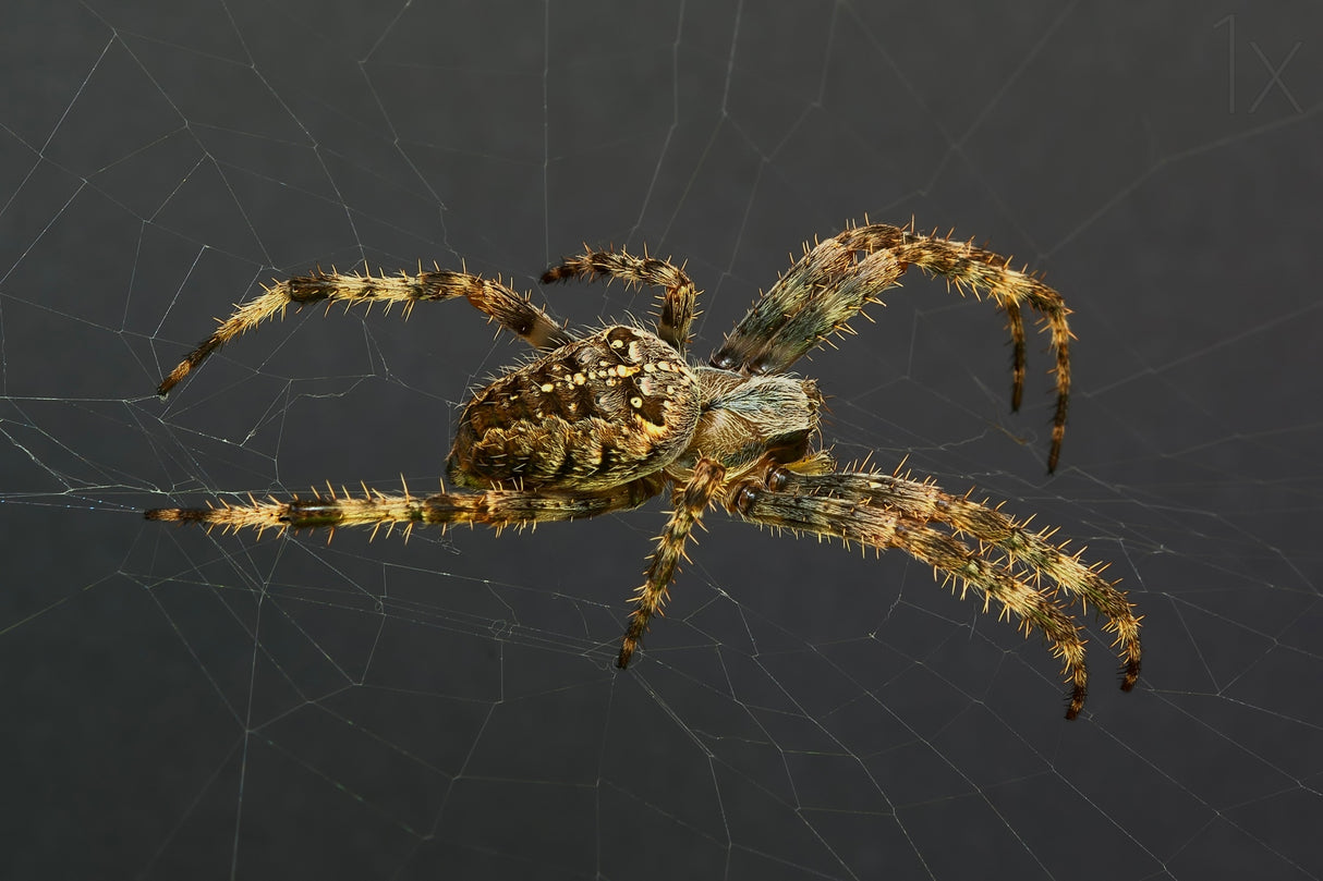Spider Poster och Canvastavla