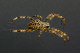 Spider Poster och Canvastavla