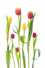 Tulips Poster och Canvastavla