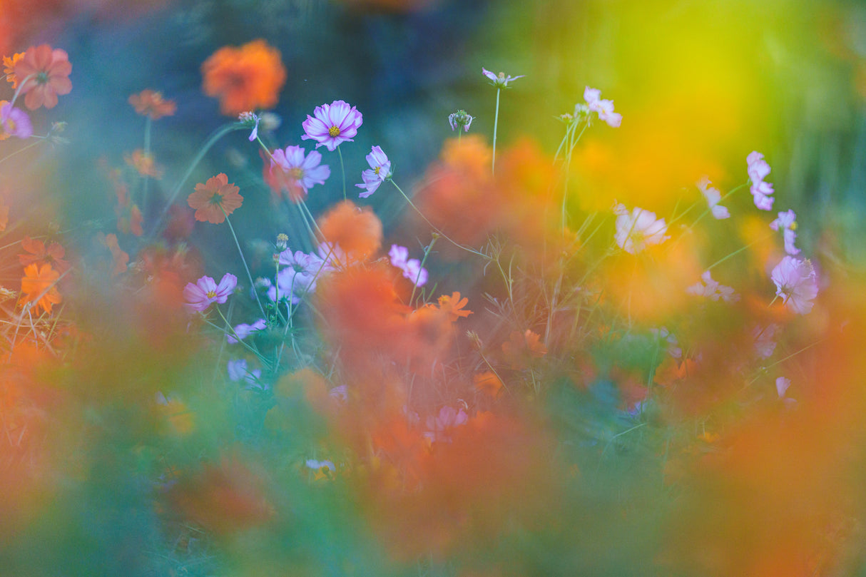 The Colorful Garden Poster och Canvastavla