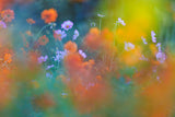 The Colorful Garden Poster och Canvastavla