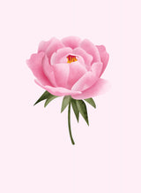 Peony statement Poster och Canvastavla