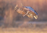 Ready for landing Poster och Canvastavla