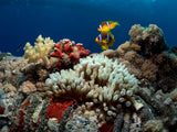 Anemone and Anemonefish Poster och Canvastavla