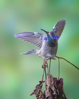 Brown Violetear Poster och Canvastavla