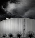 weeping willows Poster och Canvastavla