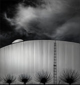 weeping willows Poster och Canvastavla
