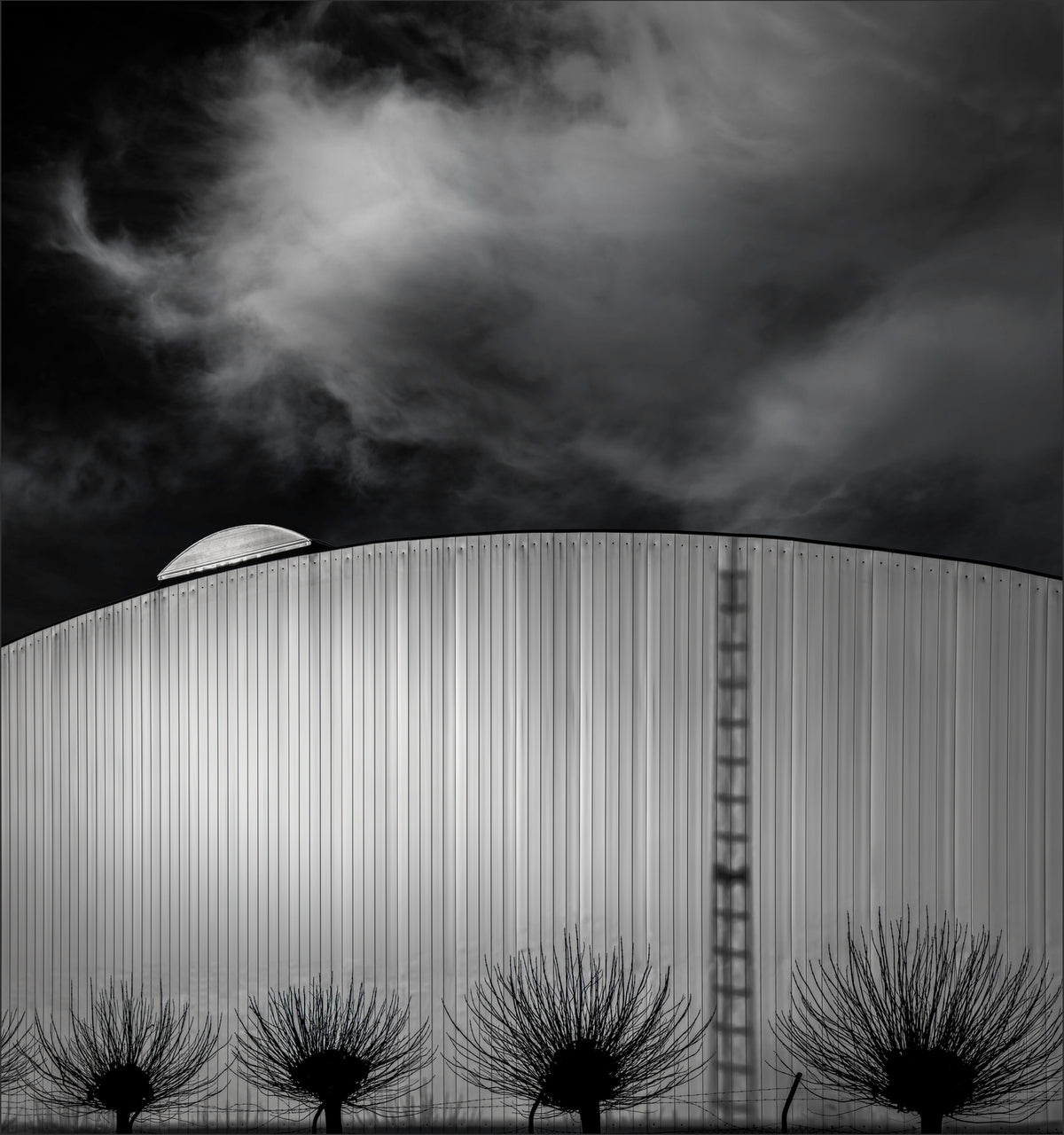 weeping willows Poster och Canvastavla