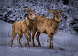 Bighorn - Rocky Mtn NP Poster och Canvastavla