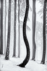 Dancing tree Poster och Canvastavla