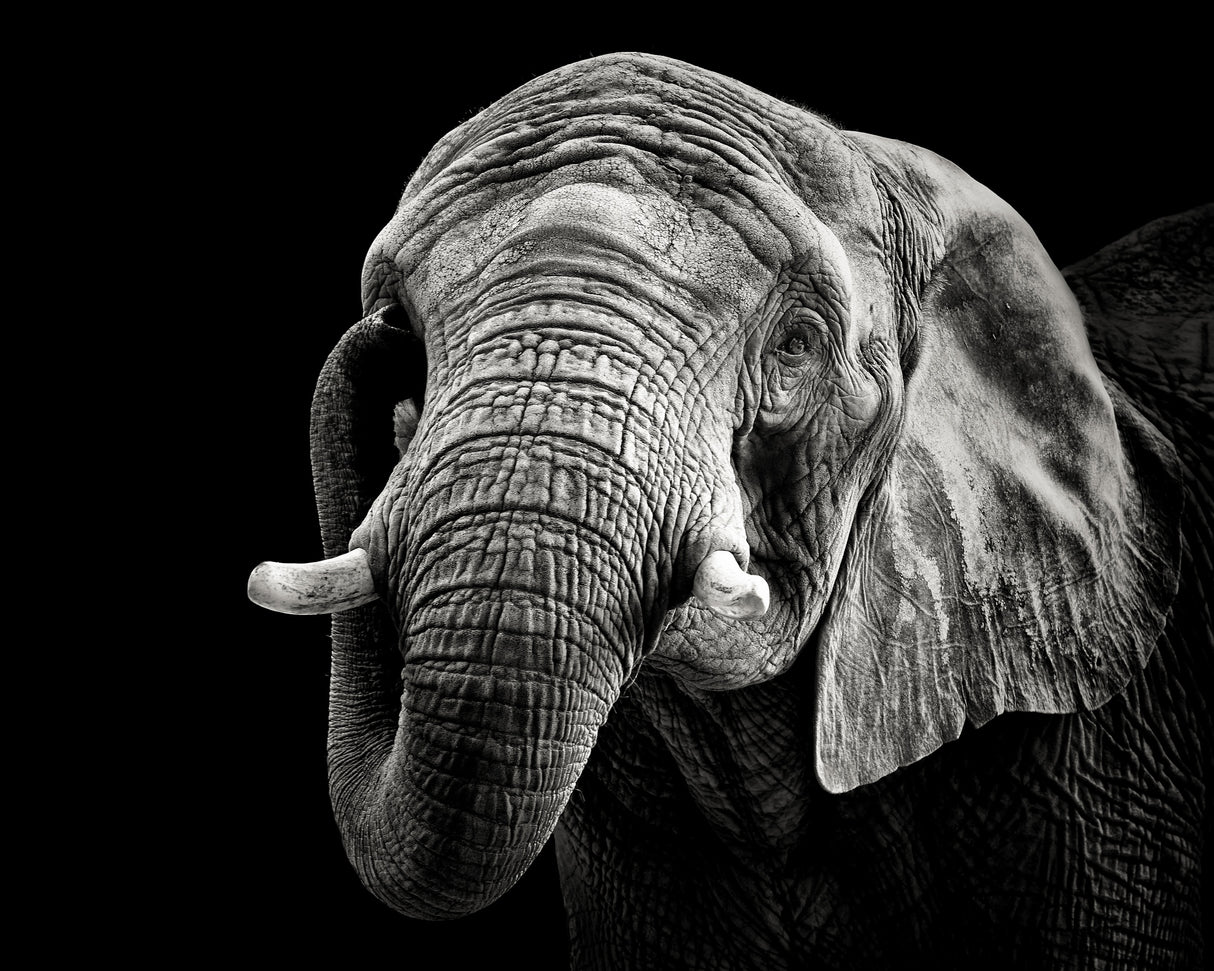 African Elephant Poster och Canvastavla