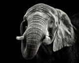 African Elephant Poster och Canvastavla