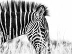 Fashionable black and white Poster och Canvastavla