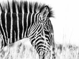 Fashionable black and white Poster och Canvastavla