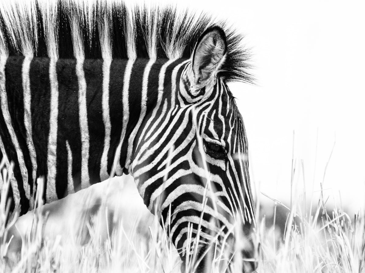 Fashionable black and white Poster och Canvastavla