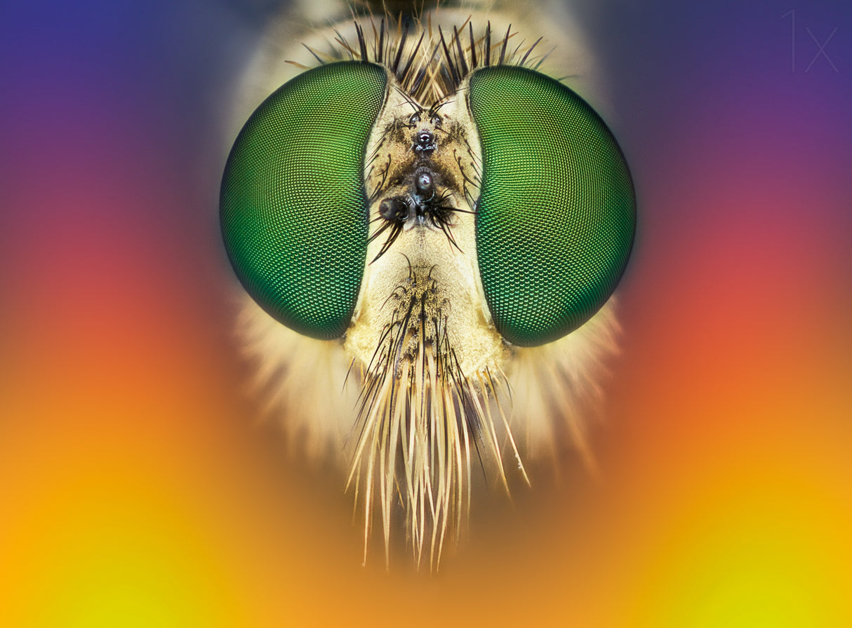 rainbow warrior Poster och Canvastavla