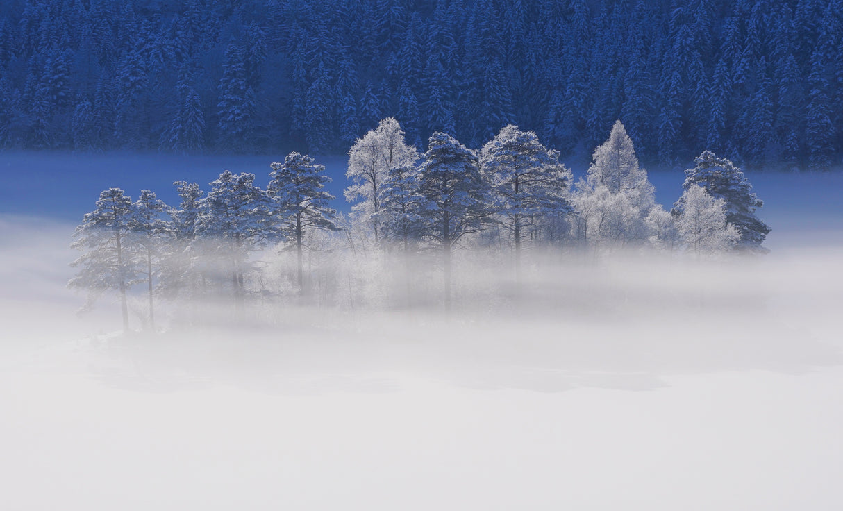 winter light Poster och Canvastavla