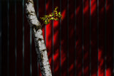 father &amp; son Poster och Canvastavla