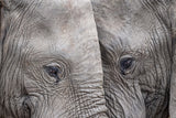 Face to Face Poster och Canvastavla