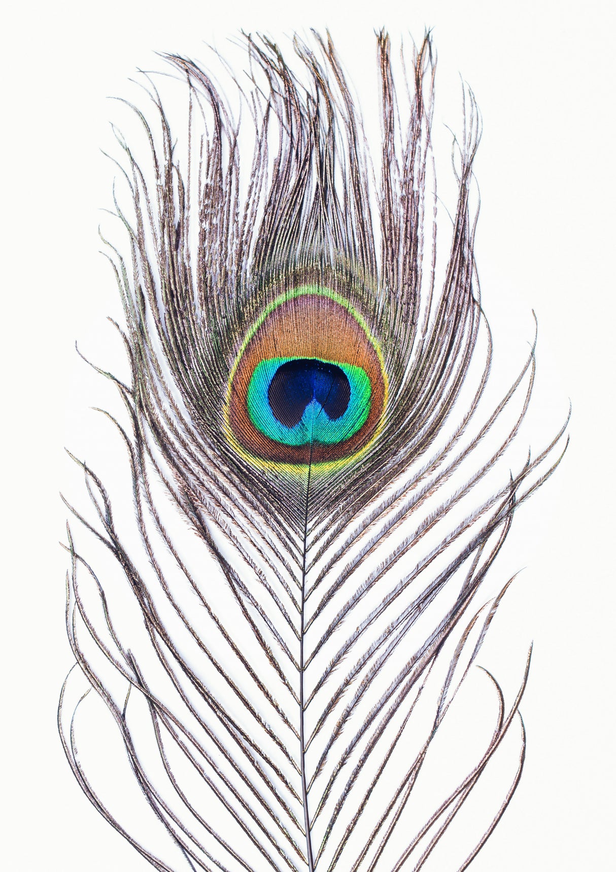 Peacock Feather Poster och Canvastavla