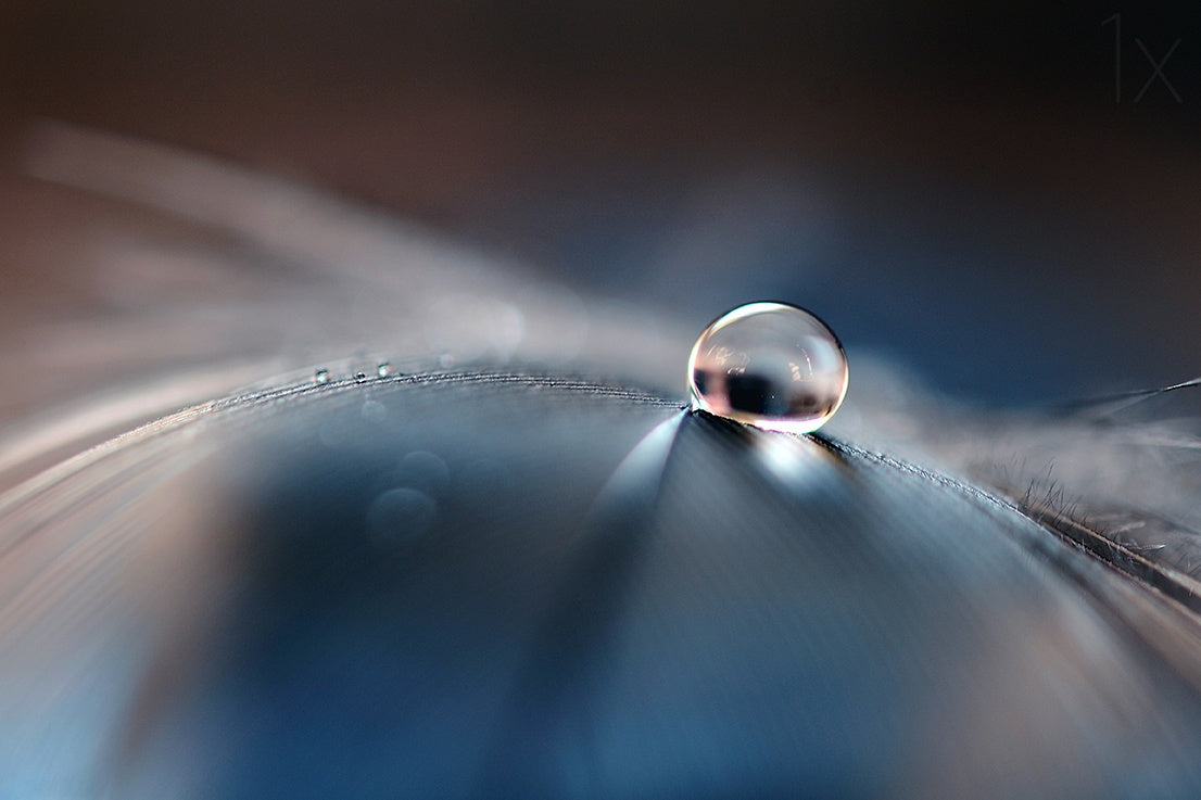Stories of drops Poster och Canvastavla