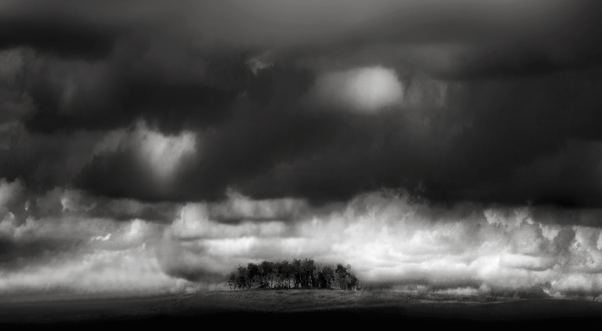 Silent trees hooded by resting clouds Poster och Canvastavla