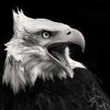 The American Eagle Poster och Canvastavla