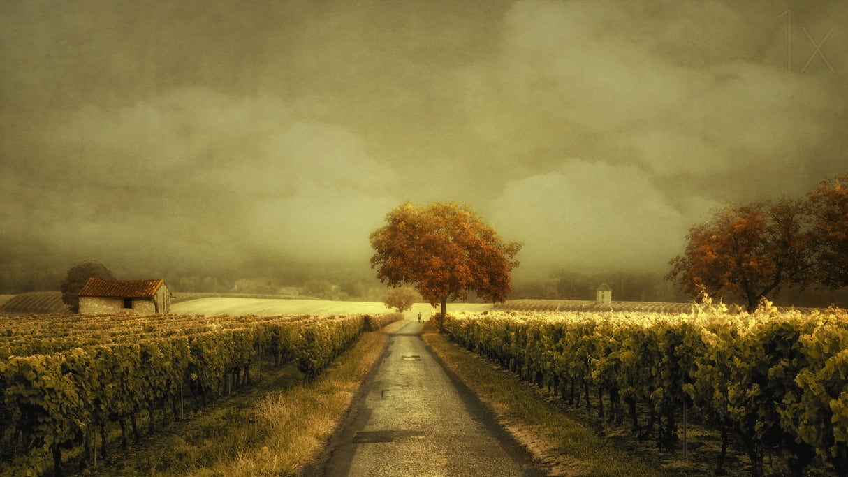 Through the Vineyard Poster och Canvastavla