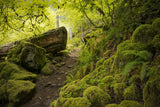 Mossy Path Poster och Canvastavla