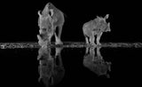 Rhinos drinking at night Poster och Canvastavla