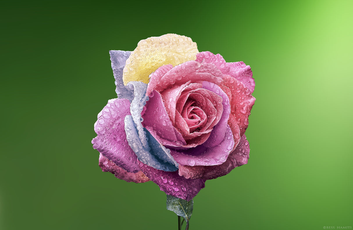 Rose Colorful Poster och Canvastavla