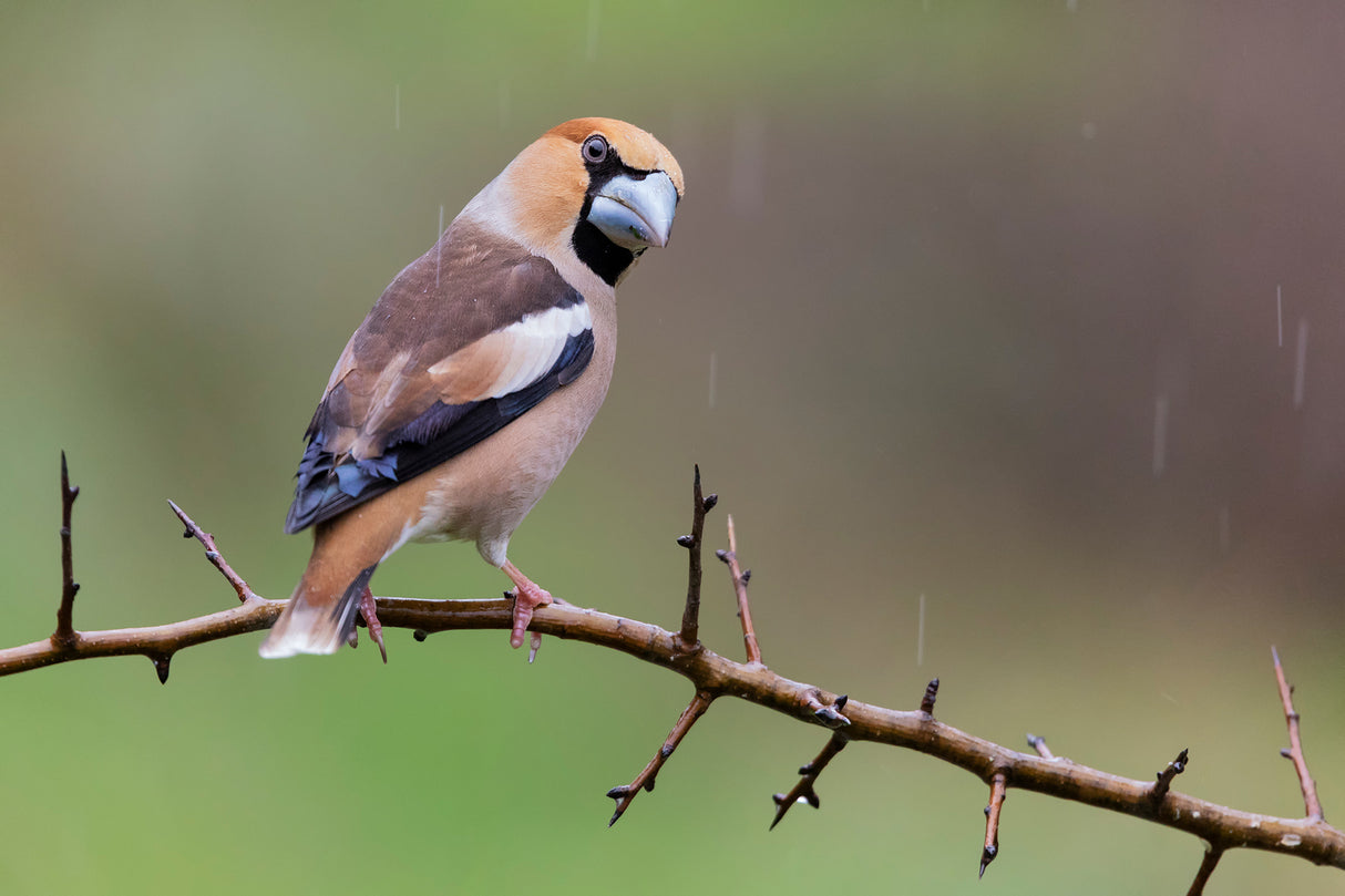 Hawfinch Poster och Canvastavla