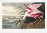 Roseate Spoonbill From Birds of America (1827) Poster och Canvastavla