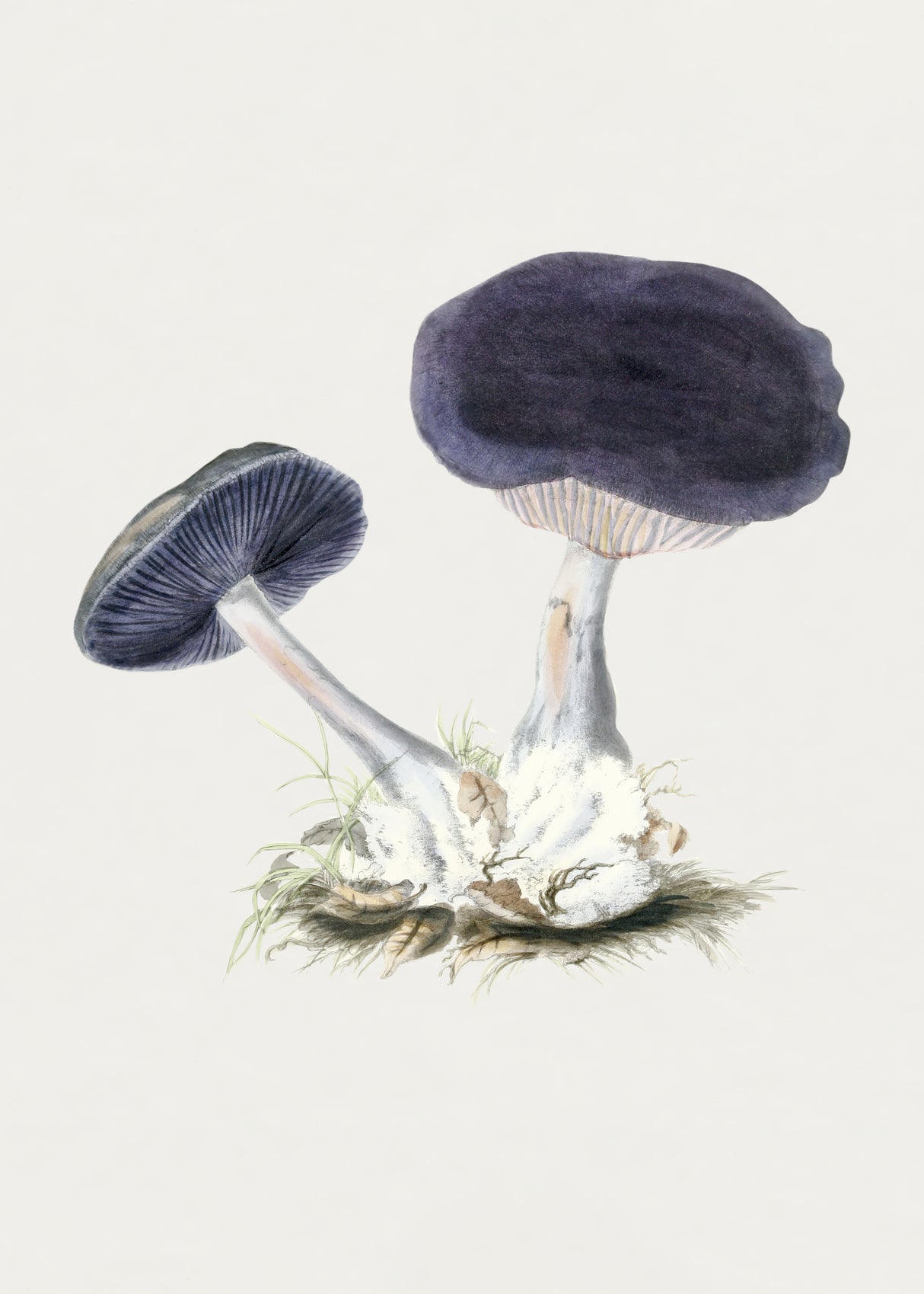 Vintage Violet Webcap Mushroom Poster och Canvastavla