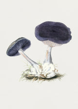 Vintage Violet Webcap Mushroom Poster och Canvastavla