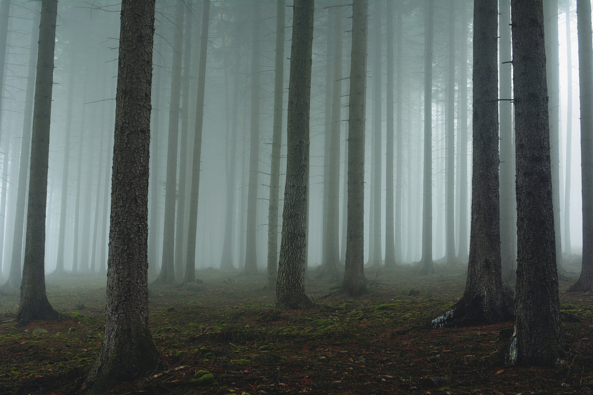 Foggy forest Poster och Canvastavla