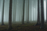 Foggy forest Poster och Canvastavla
