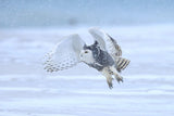 Snowy Owl Poster och Canvastavla