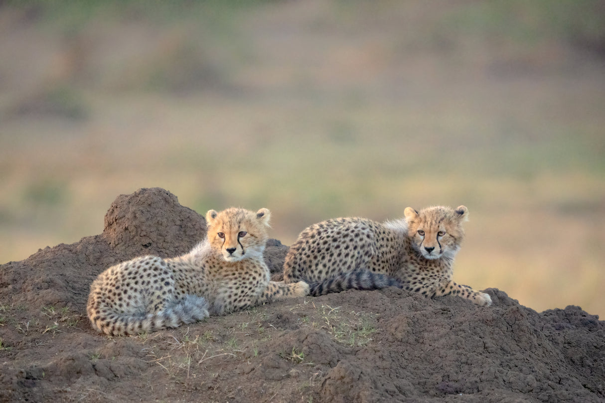 Cheetah cubs Poster och Canvastavla