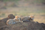 Cheetah cubs Poster och Canvastavla