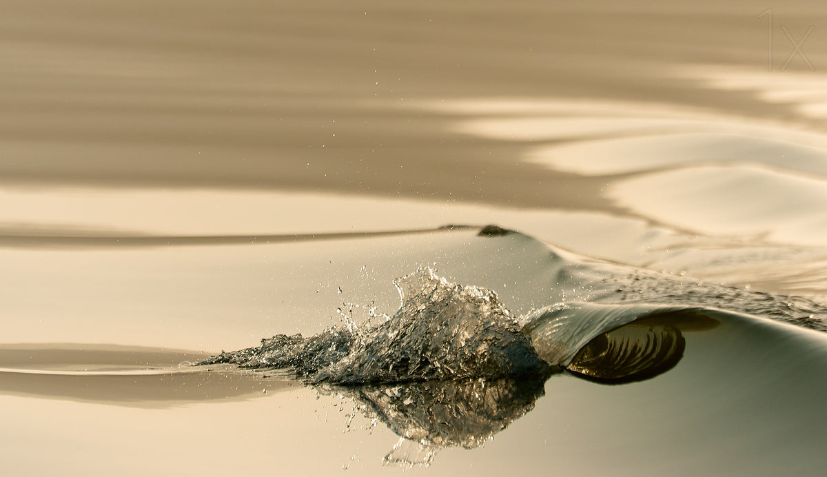 Golden wave Poster och Canvastavla