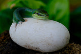 Gonyosoma oxycephalum hatching Poster och Canvastavla