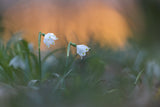 Close-up of white snowflake on field, sunset Poster och Canvastavla