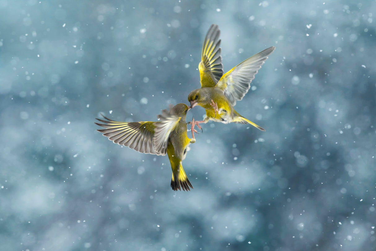 Snow Battle Poster och Canvastavla